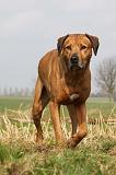 RODESIAN RIDGEBACK 040